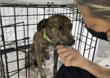 Fundación por los Animales celebra 17 años de compromiso comunitario